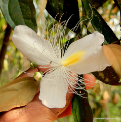 Capparis rheedei