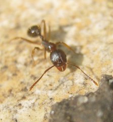 Aphaenogaster subterranea