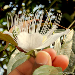 Capparis rheedei