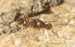 Aphaenogaster subterranea