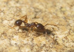 Aphaenogaster subterranea