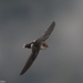 White-tipped Swift - Photo (c) Arnold Wijker, some rights reserved (CC BY-NC), uploaded by Arnold Wijker