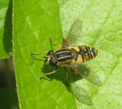Helophilus pendulus