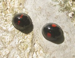 Chilocorus bipustulatus