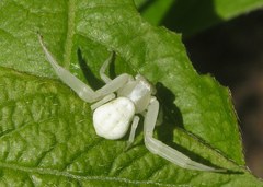 Misumena vatia