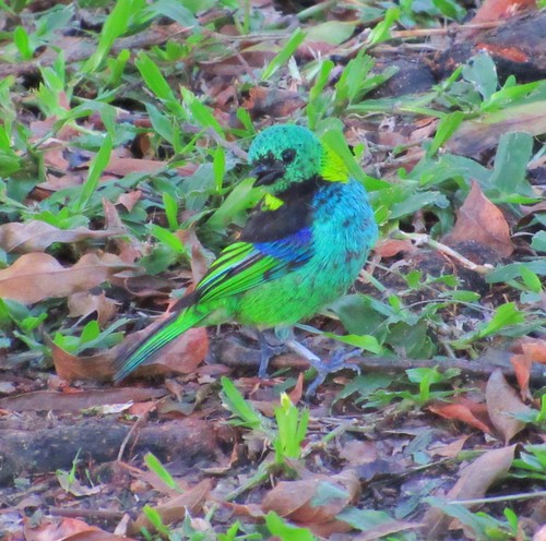 Tangara seledon
