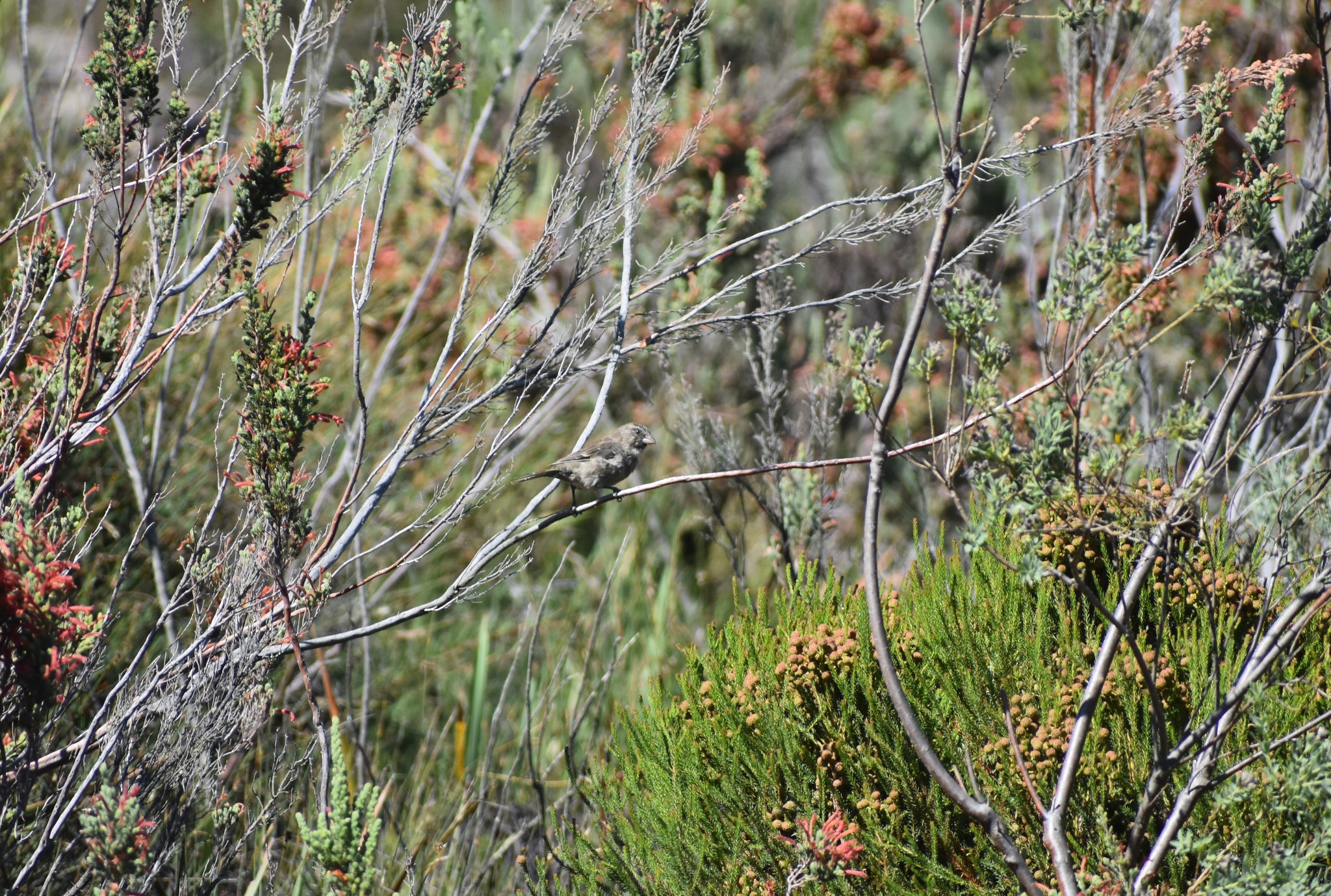 Protea Canary (Crithagra leucoptera), photo 8