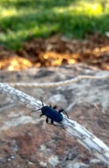 Callidium antennatum