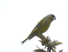 Chloris chloris