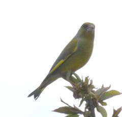 Chloris chloris