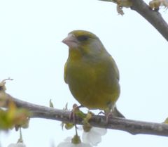 Chloris chloris