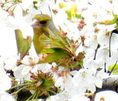 Chloris chloris