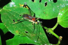 Anisoscelis gradadius