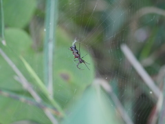 Micrathena swainsoni