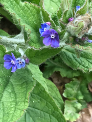 Pentaglottis sempervirens