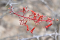Fouquieria diguetii