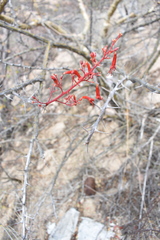 Fouquieria diguetii