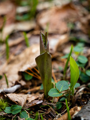Clintonia borealis