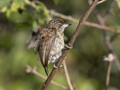 Picumnus squamulatus