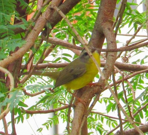 Basileuterus culicivorus