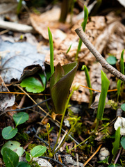 Clintonia borealis