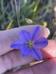 Brodiaea kinkiensis