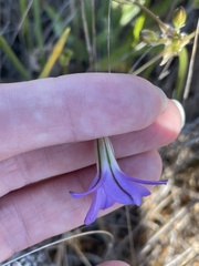 Brodiaea kinkiensis