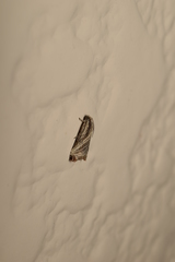 Dactylioglypha tonica