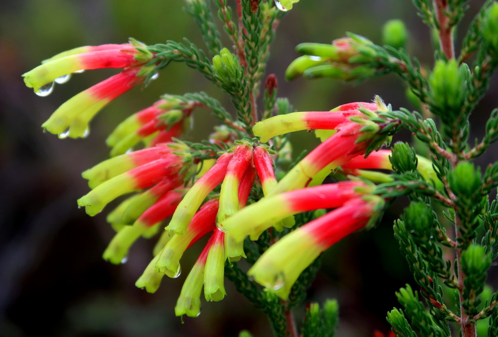 Onecolour Heath