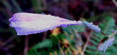 Gladiolus roseovenosus