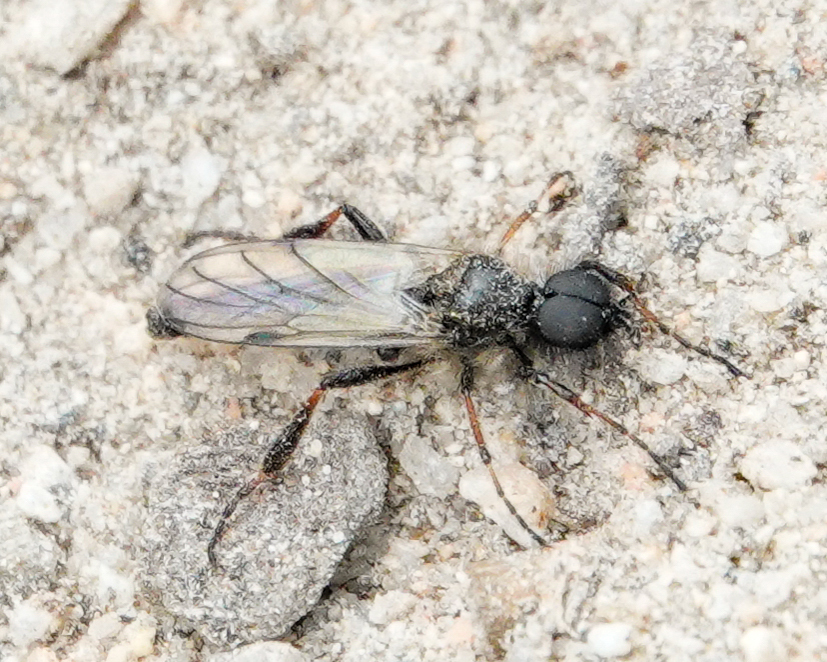 Bibio atripilosus