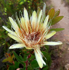 Protea aurea aurea