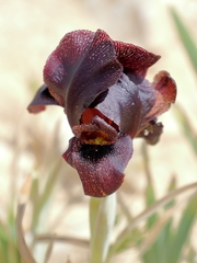 Iris atrofusca