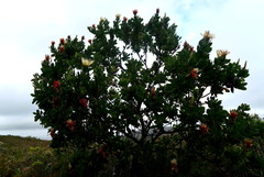 Protea aurea aurea
