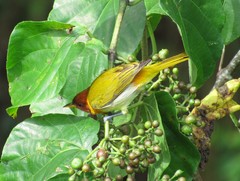 Hemithraupis ruficapilla