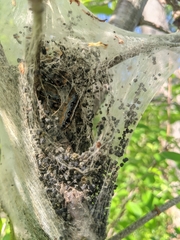 Malacosoma americana