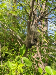 Malacosoma americana