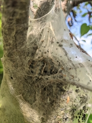 Malacosoma americana