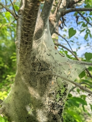 Malacosoma americana