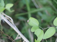 Disonycha bicarinata