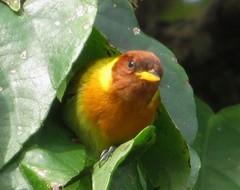 Hemithraupis ruficapilla