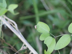 Disonycha bicarinata