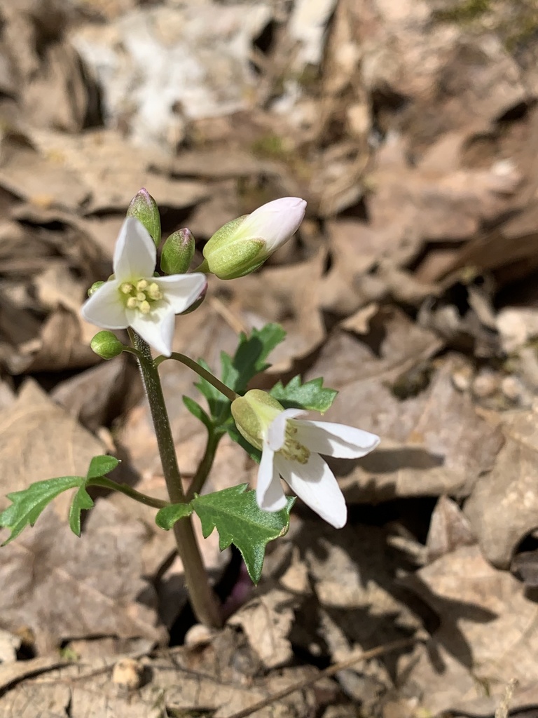 Cutleaf toothwort (Cardamine concatenata)