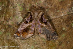 Calyptis idonea