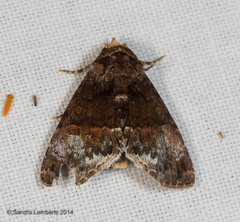 Catephiodes trinidadensis