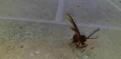 Atta laevigata