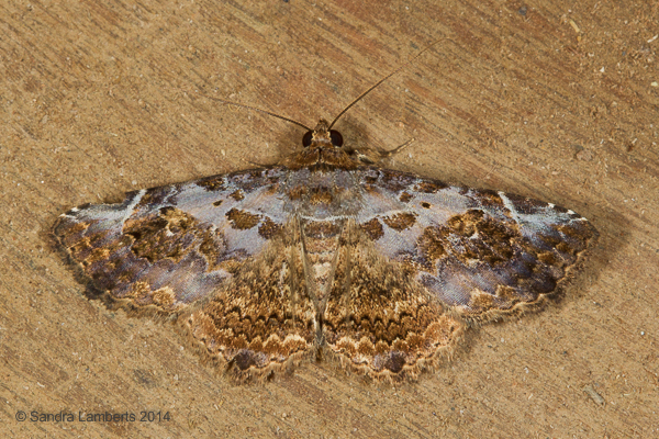 Peteroma lacia