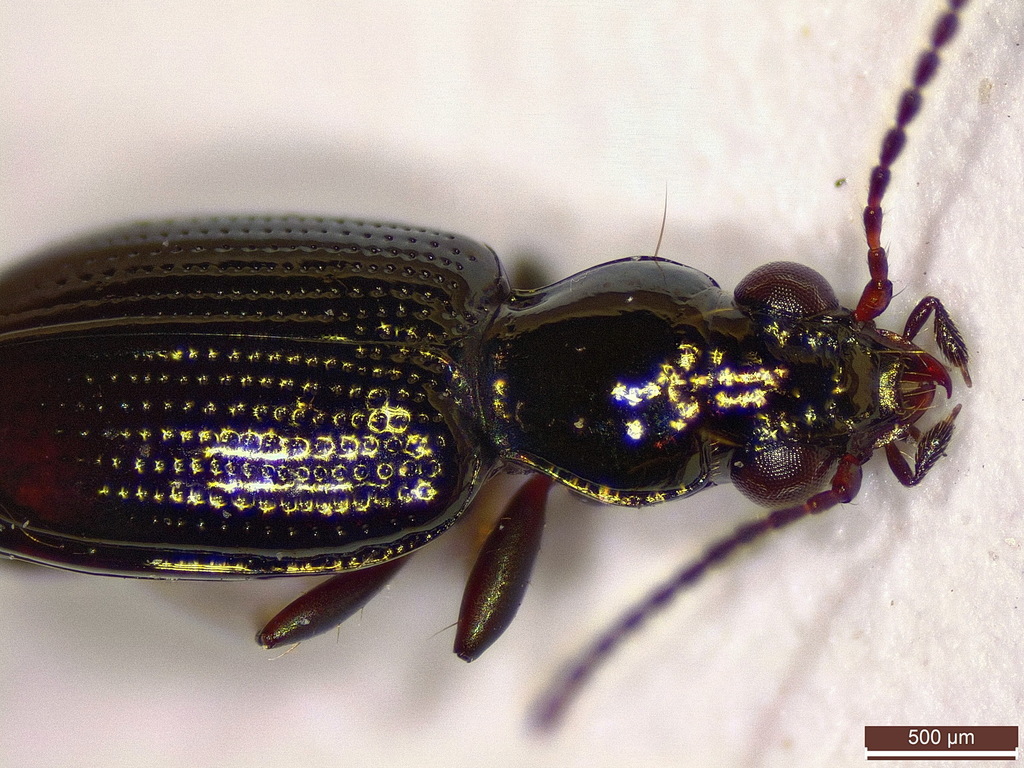 Bembidion normannum