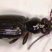 Bembidion normannum - Photo (c) Donald Hobern, some rights reserved (CC BY)