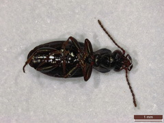 Bembidion normannum